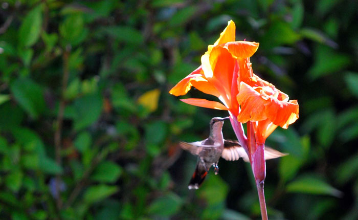 Flora