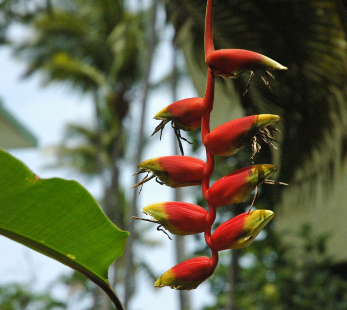 Flora