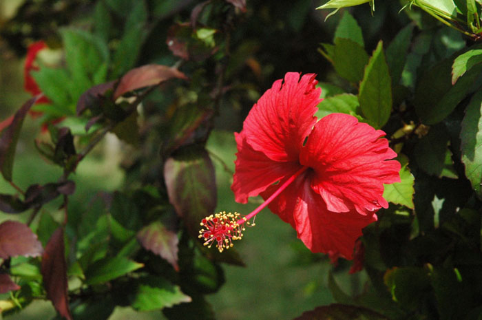 Flora